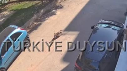 Bursa'da köpeğin acı feryadını duyunca saldırıya uğradığını sandı, gerçek çok farklı çıktı