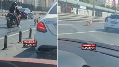 İstanbul'da trafikteki köpek sürücülere zor anlar yaşattı, iki motosikletli kurtarmak için seferber oldu