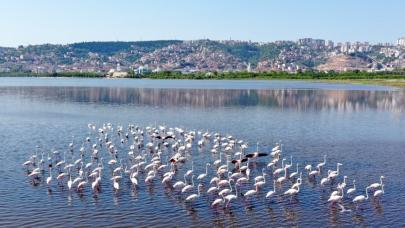 İzmit Körfezi'nde flamingo popülasyonu arttı