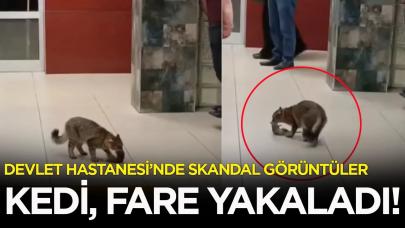 Devlet hastanesinde skandal hijyen sorunu: Kedi, fare yakaladı!