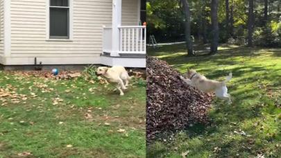 Sevimli köpeğin yıllardır vazgeçemediği eğlencesi herkesi güldürmeye yetti