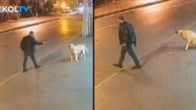 Görüntüler tepki çekmişti: İstanbul'da tabanca ile köpeği korkutan şüpheli tutuklandı