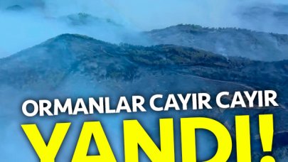 Ormanlar cayır cayır yandı!