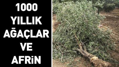 Bin yıllık ağaçlar!