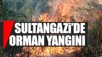 İstanbul Sultangazi'de orman yangını! Vatandaşlar müdahale etti