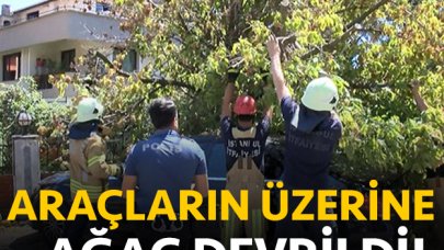 Florya'da park halindeki 3 aracın üzerine ağaç devrildi