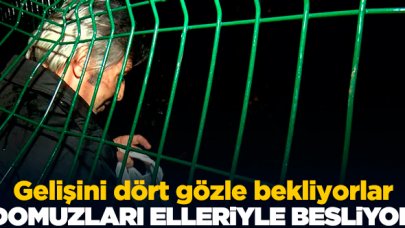 Gelişini bekliyorlar! Yaban domuzlarını elleriyle besliyor