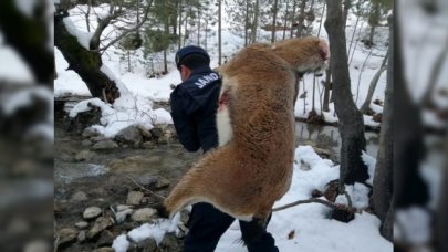 Yüzlerce metre sırtlarında taşıdılar