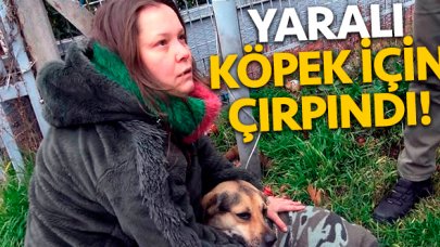 Nilgün Canbeken Ünalan yaralı köpek için çırpındı!