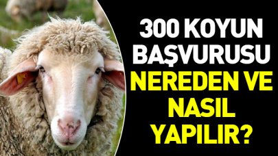 300 koyun başvurusu nereden ve nasıl yapılır! TİGEM web sitesi giriş sayfası