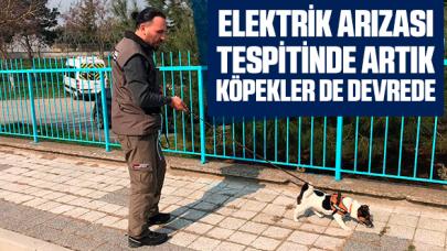 Elektrik arızasını tespitte artık köpekler devrede