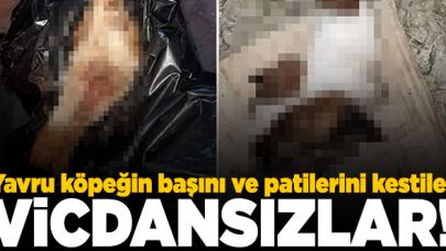 Esenyurt'ta vahşet haberi! Yavru köpeğin boğazını ve patilerini kestiler