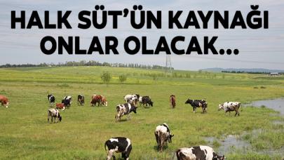 Halk Süt'ün kaynağı Silivri ve Çatalca'daki köylüler olacak