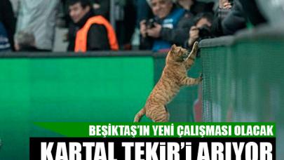 Beşiktaş'ın yeni gözdesi Tekir