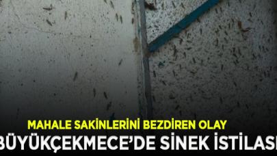 Büyükçekmece'de sivrisinek istilası!