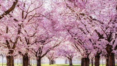 Sakura nedir? Sakuranın anlamı nedir ve Japoncada ne ifade eder