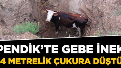 Gebe inek çukura düştü