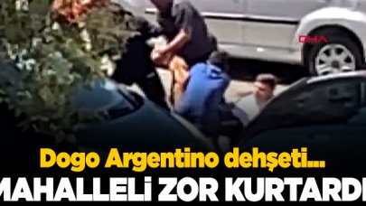 Dogo Argentino dehşeti! Kendisini gezdiren kişiye saldırdı...