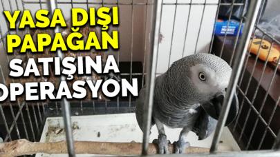 İstanbul'da yasa dışı papağan satışına operasyon