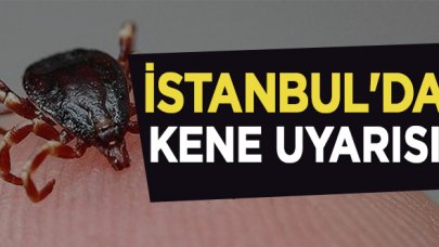 İstanbul'da kene uyarısı; Kırım Kongo yok ancak 'Lyme'a dikkat!