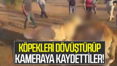 Eyüpsultan'da vahşet! Köpekleri dövüştürüp telefona kaydettiler