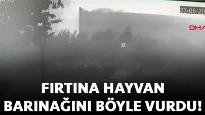 Esenyurt'taki fırtına hayvan barınakları ve kafesleri uçurdu