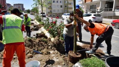 Beylikdüzü'nde ıhlamur ve çınar ağacı dikiliyor