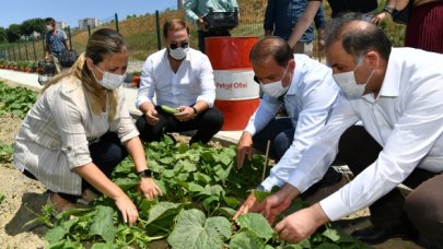 Beylikdüzü Belediye Başkanı Mehmet Murat Çalık hasat yaptı