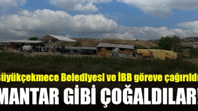 Büyükçekmece Celaliye Mahallesi'nde mantar gibi çoğaldılar!