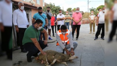 Kurban nasıl kesilir?