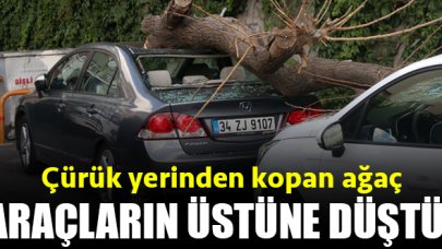 Çürük yerinden kopan ağaç araçların üzerine düştü