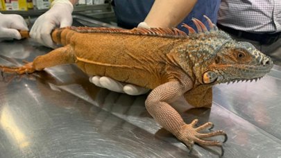 Üsküdar'da bulunan 125 cm'lik iguana şoke etti!