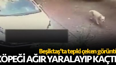 Beşiktaş'ta insanlık dışı görüntü! Köpeği ağır yaralaıp kaçtı