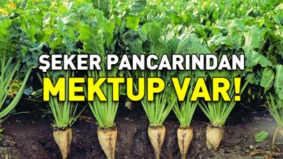 Şeker pancarından mektup var