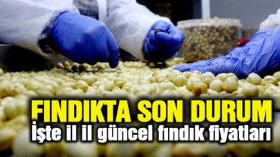 24 Ağustos Pazartesi fındık kaç lira? | Son dakika fındık fiyatları