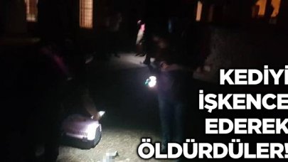 Silivri'de yavru kediyi işkence ederek öldürdüler!