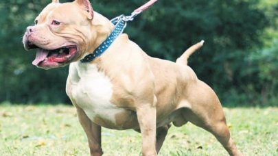 Otelde pitbull dehşeti! 40 dikiş atılıp 100 iğne yapıldı