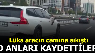 Lüks aracın camına martı sıkıştı