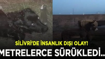 Silivri'de insanlık dışı olay! Köpek ve eşeği traktörün arkasında metrelerce sürükledi