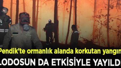 Pendik'te ormanlık alanda korkutan yangın