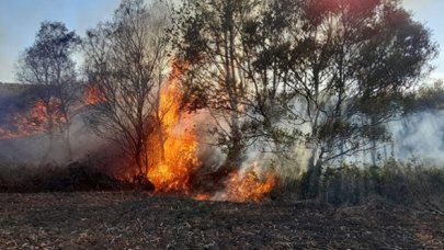 Silivri'de ağaçlık alanda yangın