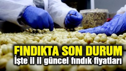 8 Ekim Perşembe fındık kaç lira? | Son dakika fındık fiyatları