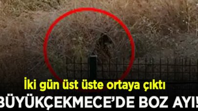 Büyükçekmece'de boz ayı paniği!