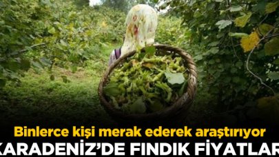 Fındık fiyatları ne kadar? 08 Aralık Salı il il güncel fındık fiyatları - Fındık Fiyatları haber