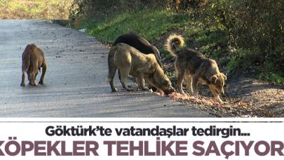 Göktürk'te başıboş köpekler tehlike saçıyor