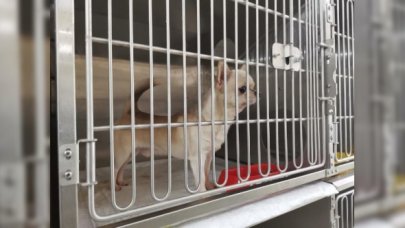 El konulan 77 köpek kurayla sahiplendirilecek