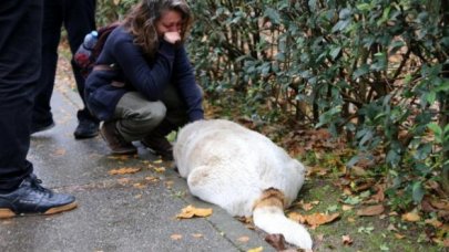 Uyuşturucu iğneyle öldürülen köpeklerin suçlusu belediye personeli çıktı!