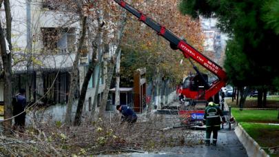 Bağcılar’da ağaçlara kış bakımı yapılıyor