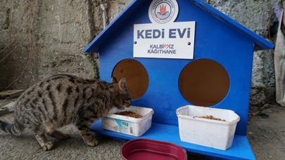 Kağıthane’ye 300 kedi evi yerleştirildi