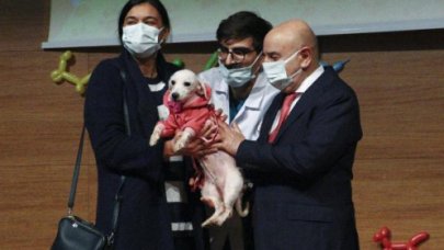 Ankara'da ses telleri kesilen 20 köpek kura ile sahiplendirildi